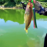 FishyFlow Rod™